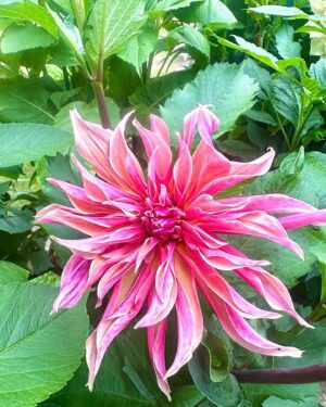 Micael Bindefeld Instagram - My Dahlia Devotion!!!
-
-
Pls swipe for many more 🌸🌺🌸
-
-
I stand 1,80 cm and as you can see in pic #1 most of my dahlias are between 200 - 250 centimeters tall!!
-
-
Some of the most impressive dahlias I grow are usually called “dinner plate dahlias” because of their size…..
-
-
An impressive sight in my late summer garden!
-
-
As a true diva the dahlias knows exactly when to make an entry to draw maximum attention to her dazzling beauty - at the end of summer when all the other flowers are through with their blooming season!
-
-
Which one is your favorite..?
-
-
#dinnerplatedahlia #dahliaseason #dahlialove #mydahliagarden #dahlia #minträdgårdärenfest #mygarden #mygardentoday #minträdgårdidag #sensommar #aspvik
