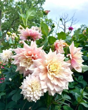 Micael Bindefeld Instagram - My Dahlia Devotion!!!
-
-
Pls swipe for many more 🌸🌺🌸
-
-
I stand 1,80 cm and as you can see in pic #1 most of my dahlias are between 200 - 250 centimeters tall!!
-
-
Some of the most impressive dahlias I grow are usually called “dinner plate dahlias” because of their size…..
-
-
An impressive sight in my late summer garden!
-
-
As a true diva the dahlias knows exactly when to make an entry to draw maximum attention to her dazzling beauty - at the end of summer when all the other flowers are through with their blooming season!
-
-
Which one is your favorite..?
-
-
#dinnerplatedahlia #dahliaseason #dahlialove #mydahliagarden #dahlia #minträdgårdärenfest #mygarden #mygardentoday #minträdgårdidag #sensommar #aspvik