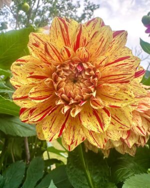 Micael Bindefeld Instagram - My Dahlia Devotion!!!
-
-
Pls swipe for many more 🌸🌺🌸
-
-
I stand 1,80 cm and as you can see in pic #1 most of my dahlias are between 200 - 250 centimeters tall!!
-
-
Some of the most impressive dahlias I grow are usually called “dinner plate dahlias” because of their size…..
-
-
An impressive sight in my late summer garden!
-
-
As a true diva the dahlias knows exactly when to make an entry to draw maximum attention to her dazzling beauty - at the end of summer when all the other flowers are through with their blooming season!
-
-
Which one is your favorite..?
-
-
#dinnerplatedahlia #dahliaseason #dahlialove #mydahliagarden #dahlia #minträdgårdärenfest #mygarden #mygardentoday #minträdgårdidag #sensommar #aspvik