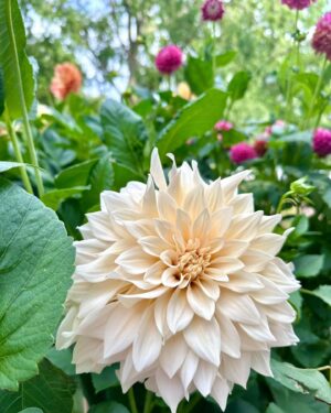 Micael Bindefeld Instagram - My Dahlia Devotion!!!
-
-
Pls swipe for many more 🌸🌺🌸
-
-
I stand 1,80 cm and as you can see in pic #1 most of my dahlias are between 200 - 250 centimeters tall!!
-
-
Some of the most impressive dahlias I grow are usually called “dinner plate dahlias” because of their size…..
-
-
An impressive sight in my late summer garden!
-
-
As a true diva the dahlias knows exactly when to make an entry to draw maximum attention to her dazzling beauty - at the end of summer when all the other flowers are through with their blooming season!
-
-
Which one is your favorite..?
-
-
#dinnerplatedahlia #dahliaseason #dahlialove #mydahliagarden #dahlia #minträdgårdärenfest #mygarden #mygardentoday #minträdgårdidag #sensommar #aspvik