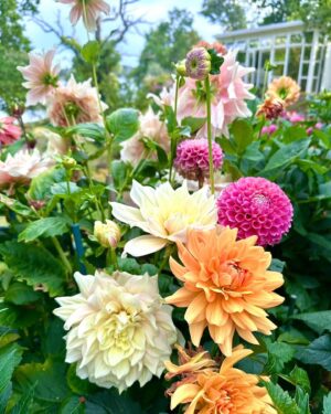 Micael Bindefeld Instagram - My Dahlia Devotion!!!
-
-
Pls swipe for many more 🌸🌺🌸
-
-
I stand 1,80 cm and as you can see in pic #1 most of my dahlias are between 200 - 250 centimeters tall!!
-
-
Some of the most impressive dahlias I grow are usually called “dinner plate dahlias” because of their size…..
-
-
An impressive sight in my late summer garden!
-
-
As a true diva the dahlias knows exactly when to make an entry to draw maximum attention to her dazzling beauty - at the end of summer when all the other flowers are through with their blooming season!
-
-
Which one is your favorite..?
-
-
#dinnerplatedahlia #dahliaseason #dahlialove #mydahliagarden #dahlia #minträdgårdärenfest #mygarden #mygardentoday #minträdgårdidag #sensommar #aspvik