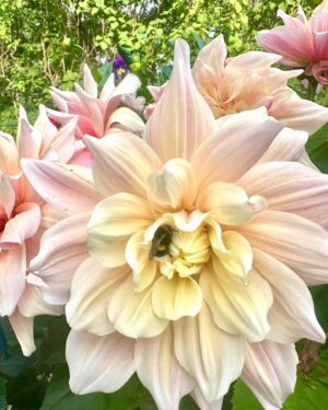 Micael Bindefeld Instagram - My Dahlia Devotion!!!
-
-
Pls swipe for many more 🌸🌺🌸
-
-
I stand 1,80 cm and as you can see in pic #1 most of my dahlias are between 200 - 250 centimeters tall!!
-
-
Some of the most impressive dahlias I grow are usually called “dinner plate dahlias” because of their size…..
-
-
An impressive sight in my late summer garden!
-
-
As a true diva the dahlias knows exactly when to make an entry to draw maximum attention to her dazzling beauty - at the end of summer when all the other flowers are through with their blooming season!
-
-
Which one is your favorite..?
-
-
#dinnerplatedahlia #dahliaseason #dahlialove #mydahliagarden #dahlia #minträdgårdärenfest #mygarden #mygardentoday #minträdgårdidag #sensommar #aspvik