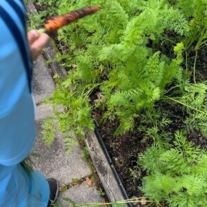 Micael Bindefeld Instagram - Fresh Homegrown Multi-Colored Carrots!
-
-
Swipe for 🥕🧑🏼‍🌾🥕
-
-
We’re harvesting almost every day now!
This morning Mimo picked some amazing carrots in our kitchen garden!!
-
-
#kitchengarden #köksträdgård #egenodlat #egenodlatärbäst #organiccarrots #egnamorötter #morötter #🥕 #aspvik 
-
-