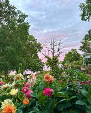 Micael Bindefeld Instagram - Dahlias in Sunset!!
-
-
Pls swipe for more 🌸🌺🌸
-
-
Another magic August sunset in our garden!
Just wish this would last another month!!
-
-
#longersummerplease #längresommartack #magicsunset #gardensunset #minträdgårdidag #minträdgård #minträdgårdärenfest #dahlias #dahlior #dahliaseason #dahliasofinstagram #aspvik