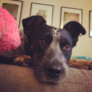 Michael Grant Terry Instagram - A few weeks ago we thought this little girl had sprained her ankle... turned out to be an aggressive form of soft tissue sarcoma. Today she will have her leg amputated. She’s been through a lot, as most rescues have, but I know she’s gonna fight hard and we are looking forward to many more days of fighting squirrels and snuggling with her sisters. ❤️ you Rio.