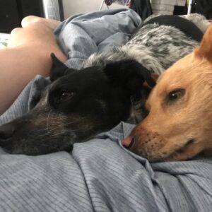 Michael Grant Terry Instagram - A few weeks ago we thought this little girl had sprained her ankle... turned out to be an aggressive form of soft tissue sarcoma. Today she will have her leg amputated. She’s been through a lot, as most rescues have, but I know she’s gonna fight hard and we are looking forward to many more days of fighting squirrels and snuggling with her sisters. ❤️ you Rio.