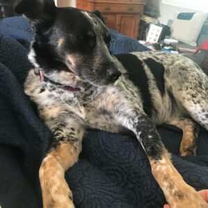 Michael Grant Terry Instagram - A few weeks ago we thought this little girl had sprained her ankle... turned out to be an aggressive form of soft tissue sarcoma. Today she will have her leg amputated. She’s been through a lot, as most rescues have, but I know she’s gonna fight hard and we are looking forward to many more days of fighting squirrels and snuggling with her sisters. ❤️ you Rio.