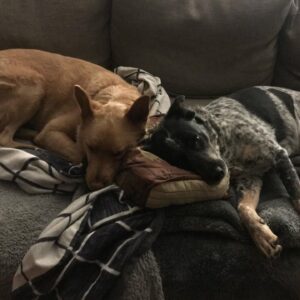 Michael Grant Terry Instagram - A few weeks ago we thought this little girl had sprained her ankle... turned out to be an aggressive form of soft tissue sarcoma. Today she will have her leg amputated. She’s been through a lot, as most rescues have, but I know she’s gonna fight hard and we are looking forward to many more days of fighting squirrels and snuggling with her sisters. ❤️ you Rio.