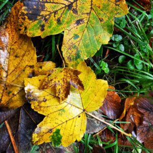 Michael Kessler Instagram - Happy Herbst!