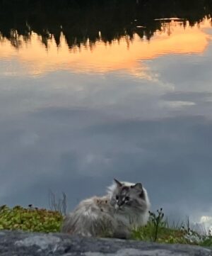 Michael Monroe Instagram - 📸 @richloyalty 🐈‍⬛❤️ Good morning 🌿☘️ Lumi ❤️
Happy International Cat Day❣️😻❤️🌟