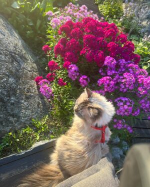 Michael Monroe Instagram - Today is Lumi 10th birthday. 
Happy birthday dear Lumi😻😻😻😻❤️❤️❤️❤️
@nupu_ja_lumi ❤️❤️❤️❤️