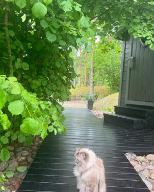 Michael Monroe Instagram - Happy midsummer 💚🍃☘️☀️ 
Rauhallista Juhannusta 🍓🍃☘️💚