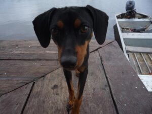 Michael Palin Instagram - Friendly dog I met on Brazilian River