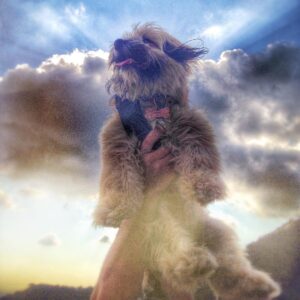 Michael Traynor Instagram - #TBT to that time Baxter auditioned for Jesus Christ Superstar. 
#InternationalPuppyDay #NationalPuppyDay #dogsofinstgram