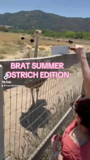 Michelle Macedo Instagram - ☀️ if you’ve never seen an Ostrich serve brat, now is your chance 💛 @ostrich_land has it all☀️
.
.
.
 #ostrichfarm #emu #ostrich #feedingostriches #brat #bratsummer #bratgirlsummer #servingbrat