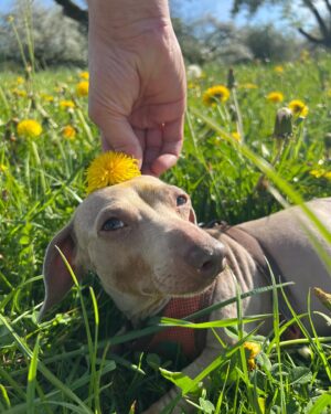 Miss Fame Instagram - Shrinking the depression monster one dandy lion at a time 🌻 #MissFame #countryside #Spring #TheWienas #Switzerland.