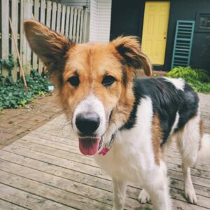 Mitchell Moffit Instagram - This is Feta! The newest member of our family 🐕👬 We got him last week as a rescue and he's the sweetest most kind hearted big boy!! There may or may not be a lot of doggie photos on my insta from now on haha. Hope you find him as adorable as I do 😍😍😍