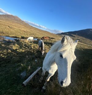 Moe Dunford Instagram - Tóg go bog é, lovin the draíocht of the West 
🍳☘️🎥🌿