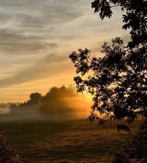 Monty Don Instagram - Morning