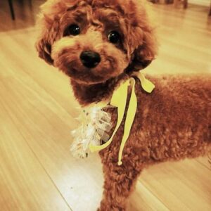 Nana Okada Instagram - 🎂💛🌻🍼🌞
愛犬のてんし君が1歳になりました✨
おめでとう ! 私の可愛い赤ちゃん !