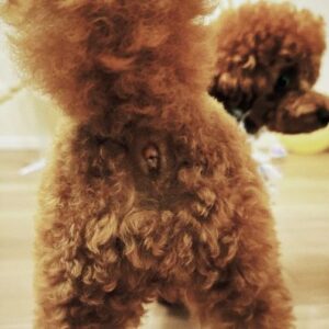 Nana Okada Instagram - 🎂💛🌻🍼🌞
愛犬のてんし君が1歳になりました✨
おめでとう ! 私の可愛い赤ちゃん !