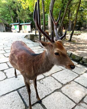Nanase Aikawa Instagram - 春日大社と言えば🍦🦌

#春日大社
#武甕槌大神 
#経津主神
#鹿島香取
