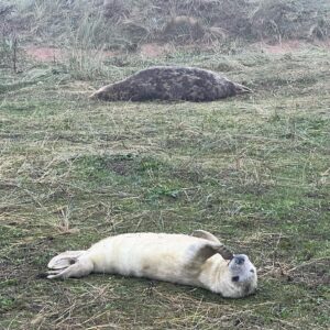Nathan Sykes Instagram - It’s that time of year again! Lovely morning at Donna Nook with the seals