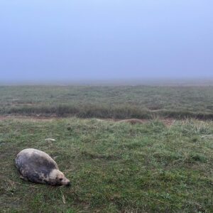 Nathan Sykes Instagram - It’s that time of year again! Lovely morning at Donna Nook with the seals