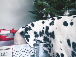 Nathan Sykes Instagram - Merry Christmas from our family to yours … swipe to see who was on the nice list from Santa Paws this year 😂