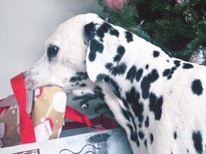 Nathan Sykes Instagram - Merry Christmas from our family to yours … swipe to see who was on the nice list from Santa Paws this year 😂