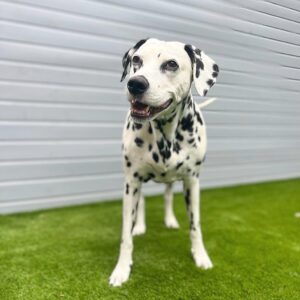Nathan Sykes Instagram - The most precious 🐾