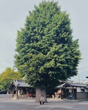 Nawapol Thamrongrattanarit Instagram - a tree at bukko-ji temple .
i met this tree in January last year. It’s winter so it remains bear. today I revisit here just to see how it is. now it’s soooooo big and evergreen. I’d looked at it for minutes. #kyoto
