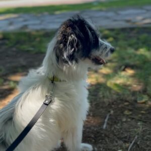 Nazlı Senem Ünal Instagram - yeni ship MilNaz 🐶👩🏻‍🦱