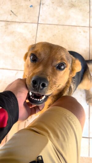 Nelson Piquet Jr. Instagram - Fala pessoal hoje fomos conhecer o lar temporário da Claudia, um ambiente de muito carinho com os animais mas que precisa muito da sua ajuda!

Para participar da nossa ação é só ir em uma das lojas da CÃES E CIA que estão aqui na descrição e doar pelo menos 5kg de ração.

A cada 5kg doados vc coloca um nome na urna, então quanto mais doar, mais chances de ganhar e mais você ajuda os animais em situação de abandono que tanto precisam!

Quem doar vai concorrer a:

- 5 pares de ingressos para assistir a Stock Car em BH
- 5 Kits meus com boné e copo
- 5 kits de produtos da MOTUL para cuidados com o carro
- 5 kits de produtos NUTRIEX para auto cuidado
Ao todo são 20 prêmios pessoal, mas o mais importante é ajudar os animais que precisam muito de nós!

A doação deve ser feita presencialmente e diretamente nos pontos de coleta da ONG, que são as seguintes lojas da PET CÃES E CIA ou no site da PET CÃES E CIA:

Av. do Contorno, 8931 | Gutierrez | 31 3292.8880
Av. Santa Terezinha, 380 | Santa Terezinha | 31 3475.2915
Av. Américo Vespúcio, 600 | Aparecida | 31 3428.6567
Av. Conceição do Mato Dentro, 295 | Ouro Preto | 31 3441.1516
Av. Alfredo Camarate, 555 | São Luiz | 31 3492.2866
R. Sérgio Miranda Moreira, 120 | Ouro Preto | 31 3243.4713
Av. Pedro II, 2200 | Caiçara | 31 3411.6565
Av. Xangrilá, 480 | Braúnas | 31 2010.1030
Av. Tancredo Neves, 4895 | Centro de Distribuição | 3411-6565

Obrigado demais aos nossos parceiros nessa ação:

@motulbr
@stock_car
@nutriexoficial
@adrianampeixoto123
@petcaeseciabh
@petcaeseciaeanimalle