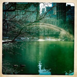Nicholas Britell Instagram - Back in NYC with @cello.sullivan #centralparkducks
