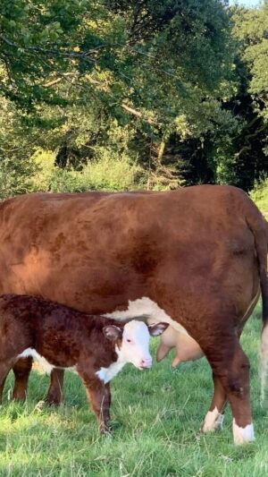Nigel Owens Instagram - After the most amazing day on Saturday. The proudest of my life. What a lovely surprise to come home too. #MairwenHerefords