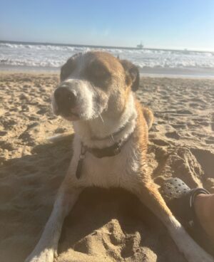 Nina Lu Instagram - I’m so sorry my sweet girl, I didn’t think I’d be making this post so soon :(

Pippa passed away 8/11/2024. She was 6 years old. She was the best girl. She was always full of love and happiness no matter what. She was beautiful and smart and was the light of our family. 

She loved the beach. Dog beach was her most favorite place in the world. If I’d known her life would’ve ended this early, I would’ve taken her there every weekend this summer.

Now I hope she’s somewhere swimming at the most sunny beach in her afterlife.

She was bilingual! (She recognized “dog” and “outside” in Chinese when my mom would talk about her). She knew countless tricks. She had been learning to walk without pulling hard on her leash her whole life, but had just perfected it this summer :( 

Christmas of 2017, I wished for Pippa to be my present for Christmas and I got my wish. And she was the best gift I could’ve ever asked for.

She loved us so much. She always made me know I was her whole world. :(((

Pippa will stay in my heart forever 

I love you my baby. You’ll always be my Pippy-girl.