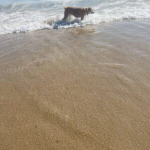 Nina Lu Instagram - I’m so sorry my sweet girl, I didn’t think I’d be making this post so soon :(

Pippa passed away 8/11/2024. She was 6 years old. She was the best girl. She was always full of love and happiness no matter what. She was beautiful and smart and was the light of our family. 

She loved the beach. Dog beach was her most favorite place in the world. If I’d known her life would’ve ended this early, I would’ve taken her there every weekend this summer.

Now I hope she’s somewhere swimming at the most sunny beach in her afterlife.

She was bilingual! (She recognized “dog” and “outside” in Chinese when my mom would talk about her). She knew countless tricks. She had been learning to walk without pulling hard on her leash her whole life, but had just perfected it this summer :( 

Christmas of 2017, I wished for Pippa to be my present for Christmas and I got my wish. And she was the best gift I could’ve ever asked for.

She loved us so much. She always made me know I was her whole world. :(((

Pippa will stay in my heart forever 

I love you my baby. You’ll always be my Pippy-girl.