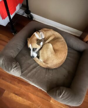 Nina Lu Instagram - I’m so sorry my sweet girl, I didn’t think I’d be making this post so soon :(

Pippa passed away 8/11/2024. She was 6 years old. She was the best girl. She was always full of love and happiness no matter what. She was beautiful and smart and was the light of our family. 

She loved the beach. Dog beach was her most favorite place in the world. If I’d known her life would’ve ended this early, I would’ve taken her there every weekend this summer.

Now I hope she’s somewhere swimming at the most sunny beach in her afterlife.

She was bilingual! (She recognized “dog” and “outside” in Chinese when my mom would talk about her). She knew countless tricks. She had been learning to walk without pulling hard on her leash her whole life, but had just perfected it this summer :( 

Christmas of 2017, I wished for Pippa to be my present for Christmas and I got my wish. And she was the best gift I could’ve ever asked for.

She loved us so much. She always made me know I was her whole world. :(((

Pippa will stay in my heart forever 

I love you my baby. You’ll always be my Pippy-girl.