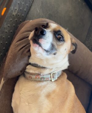 Nina Lu Instagram - I’m so sorry my sweet girl, I didn’t think I’d be making this post so soon :(

Pippa passed away 8/11/2024. She was 6 years old. She was the best girl. She was always full of love and happiness no matter what. She was beautiful and smart and was the light of our family. 

She loved the beach. Dog beach was her most favorite place in the world. If I’d known her life would’ve ended this early, I would’ve taken her there every weekend this summer.

Now I hope she’s somewhere swimming at the most sunny beach in her afterlife.

She was bilingual! (She recognized “dog” and “outside” in Chinese when my mom would talk about her). She knew countless tricks. She had been learning to walk without pulling hard on her leash her whole life, but had just perfected it this summer :( 

Christmas of 2017, I wished for Pippa to be my present for Christmas and I got my wish. And she was the best gift I could’ve ever asked for.

She loved us so much. She always made me know I was her whole world. :(((

Pippa will stay in my heart forever 

I love you my baby. You’ll always be my Pippy-girl.