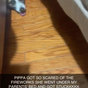 Nina Lu Instagram - I’m so sorry my sweet girl, I didn’t think I’d be making this post so soon :(

Pippa passed away 8/11/2024. She was 6 years old. She was the best girl. She was always full of love and happiness no matter what. She was beautiful and smart and was the light of our family. 

She loved the beach. Dog beach was her most favorite place in the world. If I’d known her life would’ve ended this early, I would’ve taken her there every weekend this summer.

Now I hope she’s somewhere swimming at the most sunny beach in her afterlife.

She was bilingual! (She recognized “dog” and “outside” in Chinese when my mom would talk about her). She knew countless tricks. She had been learning to walk without pulling hard on her leash her whole life, but had just perfected it this summer :( 

Christmas of 2017, I wished for Pippa to be my present for Christmas and I got my wish. And she was the best gift I could’ve ever asked for.

She loved us so much. She always made me know I was her whole world. :(((

Pippa will stay in my heart forever 

I love you my baby. You’ll always be my Pippy-girl.