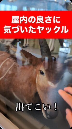 Obata no Oniisan Instagram - ヤックルが全然出てきてくれません。
#もののけ姫
#ヤックル
#目を覚まさせたい
#アシタカ
#全然聞いてくれない
#多様性
#ヤックルまで
#在宅ワーク
#背中に乗るとかもう出来ないじゃん
#ロンドン自然史博物館
#山犬のところに行くか