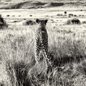 Olga Kent Instagram - The place that will always remained in my heart ,
When my inner Mogli awoke alongside my dear friend @cecileplaisance 

This cheetah girl Zambezi follows me in my dreams 

#southafrica
