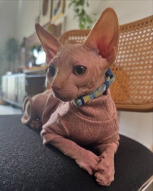Ongina Instagram - Meet @simply.smeagol and follow his journey!
He’s a clumsy, happy little Sphynx and he is full of love! 

With everything that’s been happening to me, adding him to our family has helped tremendously with my mental health. 

Thank you @royaltyhairlessfelines 🐱♥️ 

#sphinx
