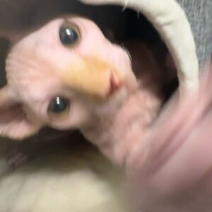 Ongina Instagram - Meet @simply.smeagol and follow his journey!
He’s a clumsy, happy little Sphynx and he is full of love! 

With everything that’s been happening to me, adding him to our family has helped tremendously with my mental health. 

Thank you @royaltyhairlessfelines 🐱♥️ 

#sphinx