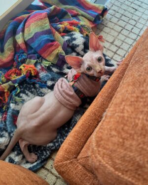 Ongina Instagram - Meet @simply.smeagol and follow his journey!
He’s a clumsy, happy little Sphynx and he is full of love! 

With everything that’s been happening to me, adding him to our family has helped tremendously with my mental health. 

Thank you @royaltyhairlessfelines 🐱♥️ 

#sphinx