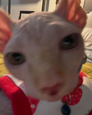 Ongina Instagram - Meet @simply.smeagol and follow his journey!
He’s a clumsy, happy little Sphynx and he is full of love! 

With everything that’s been happening to me, adding him to our family has helped tremendously with my mental health. 

Thank you @royaltyhairlessfelines 🐱♥️ 

#sphinx