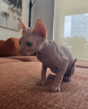 Ongina Instagram - Meet @simply.smeagol and follow his journey!
He’s a clumsy, happy little Sphynx and he is full of love! 

With everything that’s been happening to me, adding him to our family has helped tremendously with my mental health. 

Thank you @royaltyhairlessfelines 🐱♥️ 

#sphinx