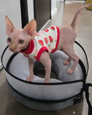 Ongina Instagram - Meet @simply.smeagol and follow his journey!
He’s a clumsy, happy little Sphynx and he is full of love! 

With everything that’s been happening to me, adding him to our family has helped tremendously with my mental health. 

Thank you @royaltyhairlessfelines 🐱♥️ 

#sphinx
