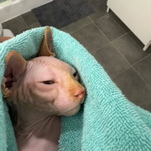 Ongina Instagram - Meet @simply.smeagol and follow his journey!
He’s a clumsy, happy little Sphynx and he is full of love! 

With everything that’s been happening to me, adding him to our family has helped tremendously with my mental health. 

Thank you @royaltyhairlessfelines 🐱♥️ 

#sphinx